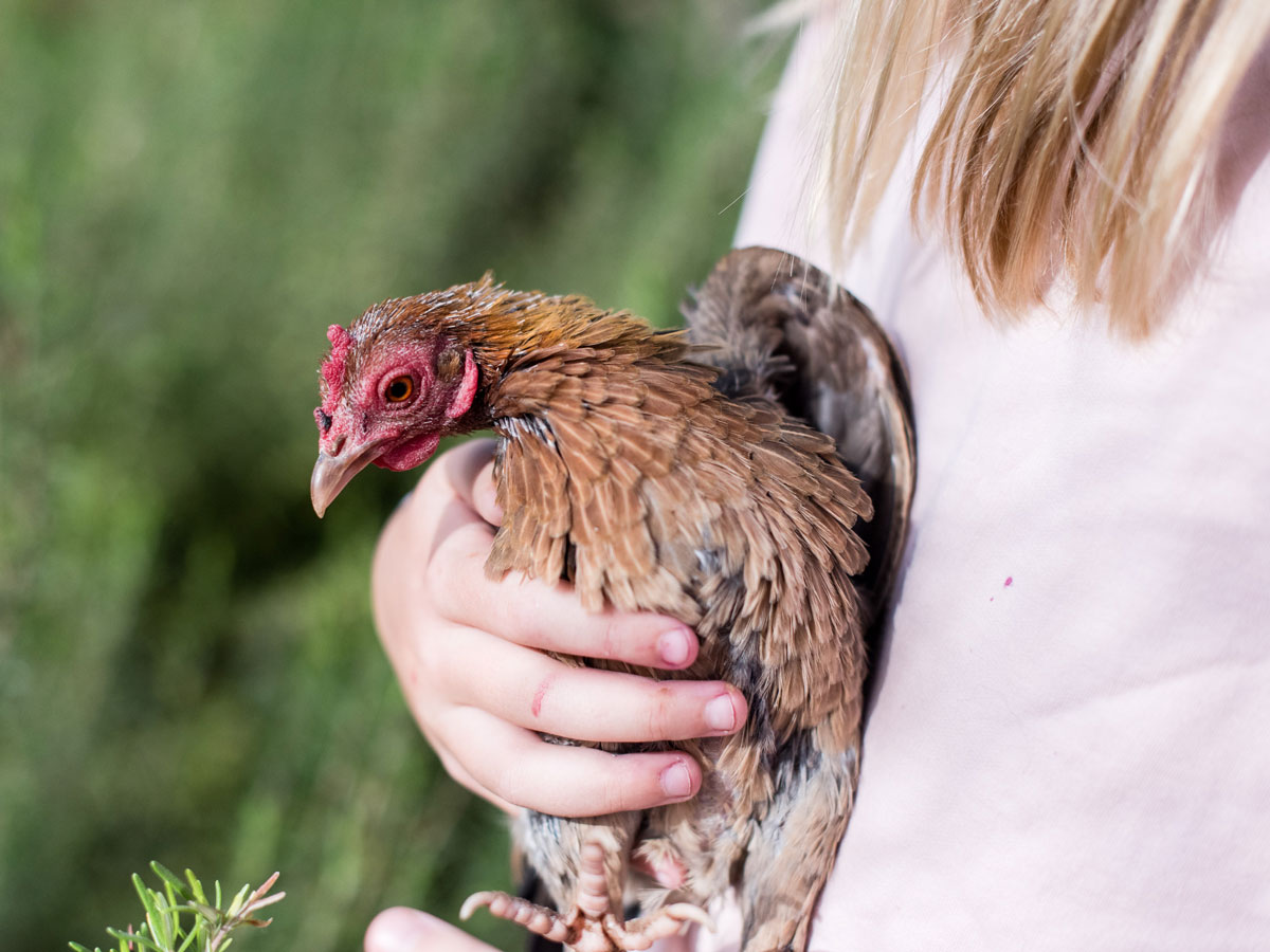 bambina con in braccio una gallina